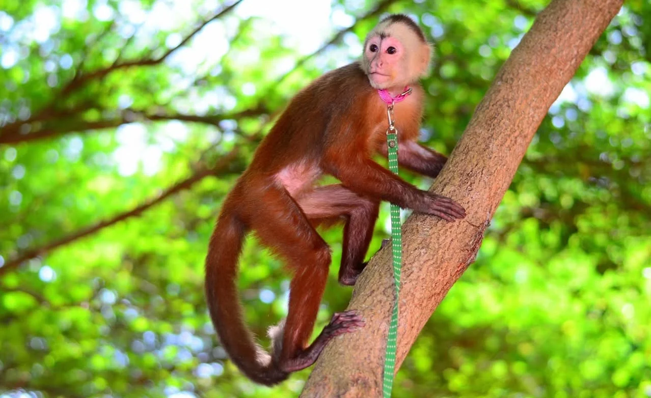 Monkeyland